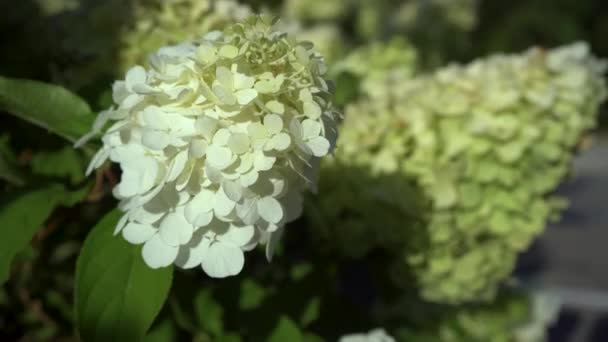 夏の庭で茂みを開花させます 夏の庭では 夏の終わりにアジサイの美しい白緑色の花を咲かせます — ストック動画