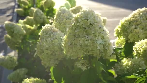 夏の庭で茂みを開花させます 夏の庭では 夏の終わりにアジサイの美しい白緑色の花を咲かせます — ストック動画