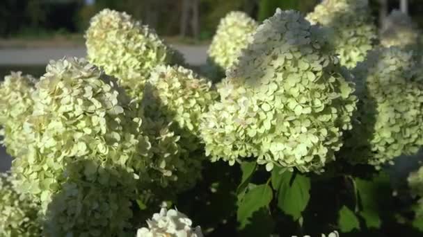 夏の庭で茂みを開花させます 夏の庭では 夏の終わりにアジサイの美しい白緑色の花を咲かせます — ストック動画