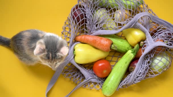 Schattig Gekleurd Kitten Grijze Zak String Tas Met Groenten Courgette — Stockvideo