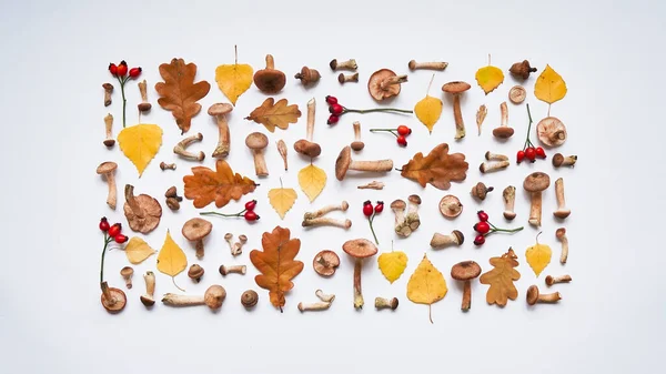 美丽的季节秋旗 花蜜琼脂 黄桦树和棕色橡树叶 橡果和红玫瑰臀部的图案 白色背景 顶视图 复制空间 — 图库照片