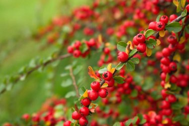 Sonbaharda kırmızı pamuk çilekleri yatay olacak. Güzel sonbahar doğal arkaplanı. Bahçe her zaman yemyeşil..