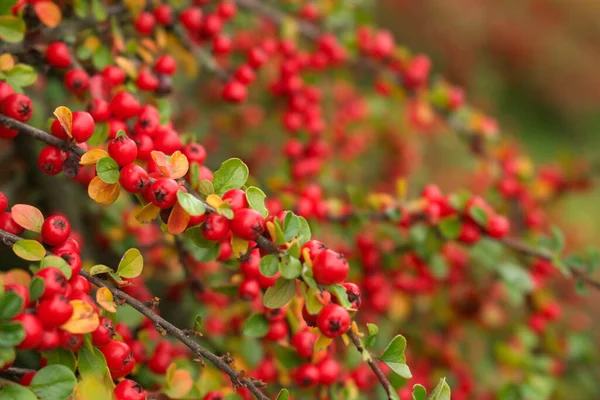 Close Czerwony Cotoneaster Jagody Poziome Jesienią Piękne Jesienne Naturalne Tła — Zdjęcie stockowe