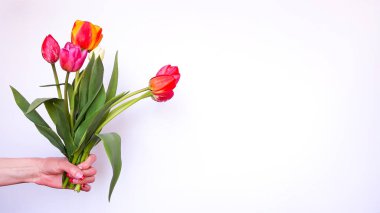 Beyaz arka planda elinde bir buket güzel bahar lalesi tutan bir kadın. Yakın plan. Uluslararası Kadınlar Günü, Anneler Günü, Doğum günü, Bahar Bayrağı. Boşluğu kopyala.