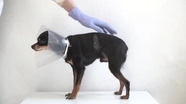 Beyaz tıbbi önlüklü ve mavi eldivenli veteriner, tıbbi tasmalı küçük siyah teriyer köpeğini okşuyor. Veteriner kliniğinde yaralı bir köpek tedavi ediliyor. Veteriner kliniği afişi. 4K