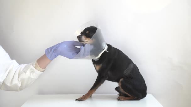 Vétérinaire Robe Médicale Blanche Gants Bleus Caressant Petit Chien Terrier — Video