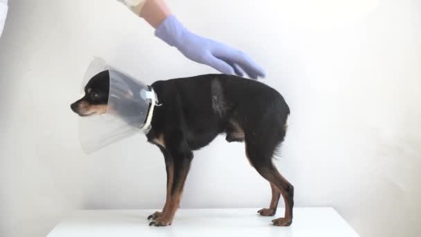 Veterinário Vestido Médico Branco Luvas Azuis Acariciando Pequeno Cão Terrier — Vídeo de Stock