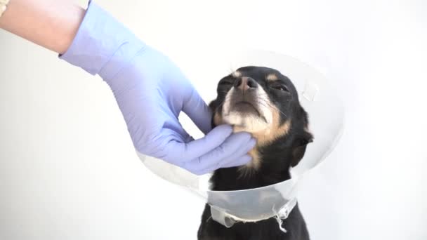 Veterinární Lékař Bílých Lékařských Šatech Modré Rukavice Hladí Malé Černé — Stock video