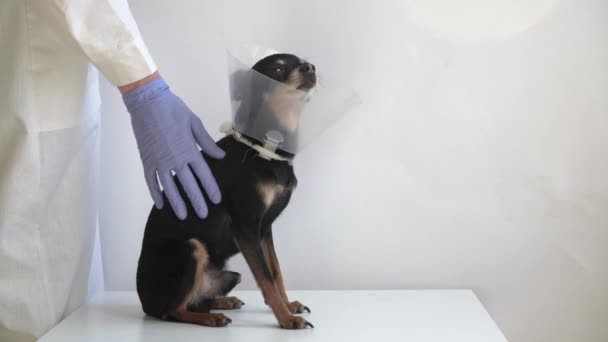 Veterinário Vestido Médico Branco Luvas Azuis Acariciando Pequeno Cão Terrier — Vídeo de Stock