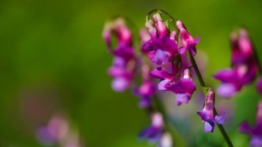 Güzel, parlak renkli bahar bayrağı. Çiçek açan yabani bezelye ya da bezelyeli vernus. Güneş ışığında parlak mor leylak çiçeklerine yakın çekim