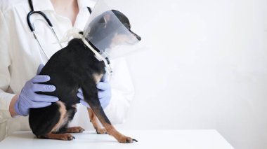 Beyaz tıbbi önlüklü ve mavi eldivenli veteriner, beyaz arka planda hayvanlar için tıbbi tasmalı küçük siyah oyuncak teriyer köpeği tutuyor. Kopya alanı. Veterinerlik kliniği için afiş. Tıbbi yakalı hayvanlar..