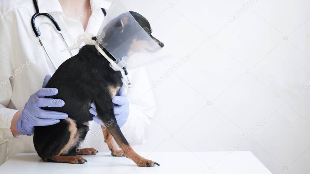 Veterinarian in white medical coat and blue gloves holds small black toy terrier dog in medical collar for animals on white background,copy space.Banner for veterinary clinic. Medical collar animals.