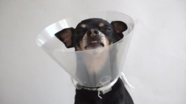 Beyaz bir arka planda tıbbi plastik bir tasmayla küçük siyah bir Toy Terrier cinsinin başına yakın plan. Veteriner kliniğinde yaralı bir köpek tedavi ediliyor. Veteriner kliniği afişi. 4K