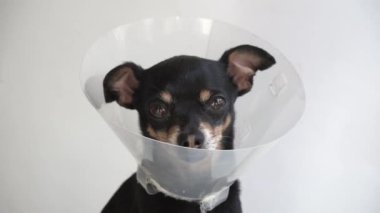 Beyaz bir arka planda tıbbi plastik bir tasmayla küçük siyah bir Toy Terrier cinsinin başına yakın plan. Veteriner kliniğinde yaralı bir köpek tedavi ediliyor. Veteriner kliniği afişi. 4K