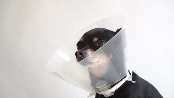 Närbild Huvudet Liten Svart Hund Toy Terrier Ras Medicinsk Plast — Stockvideo