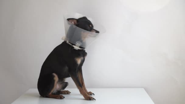 Pequeno Cão Terrier Brinquedo Preto Colarinho Médico Para Animais Senta — Vídeo de Stock