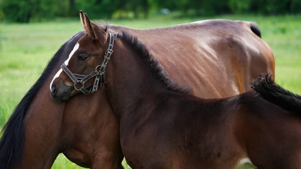 Słodkie Brązowe Źrebię Czystej Krwi Ogonku Przytula Się Matki Konia — Zdjęcie stockowe