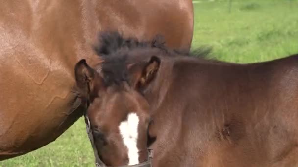 Een Schattig Klein Bruin Volbloed Veulen Een Hoofdstel Zitstokken Een — Stockvideo