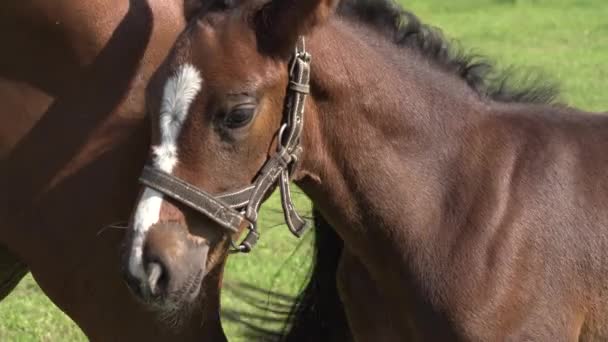 Een Schattig Klein Bruin Volbloed Veulen Een Hoofdstel Zitstokken Een — Stockvideo