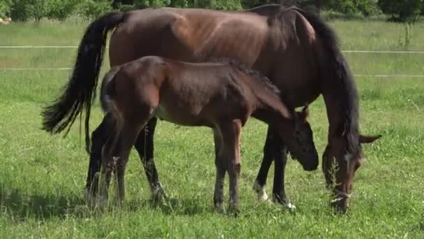 Een Schattig Klein Bruin Volbloed Veulen Een Hoofdstel Zitstokken Een — Stockvideo