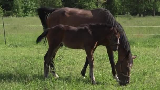 Ein Niedliches Kleines Braunes Vollblutfohlen Zaumzeug Hockt Auf Einer Grünen — Stockvideo