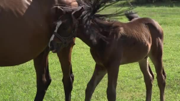 Een Schattig Klein Bruin Volbloed Veulen Een Hoofdstel Zitstokken Een — Stockvideo