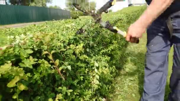 Close Das Mãos Jardineiro Profissional Masculino Cortar Arbustos Ornamentais Com — Vídeo de Stock