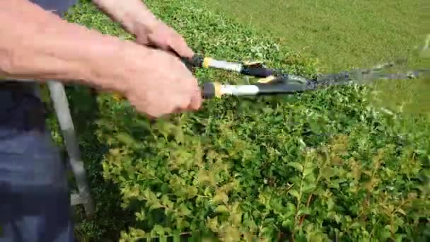 Close Das Mãos Jardineiro Profissional Masculino Cortar Arbustos Ornamentais Com — Vídeo de Stock