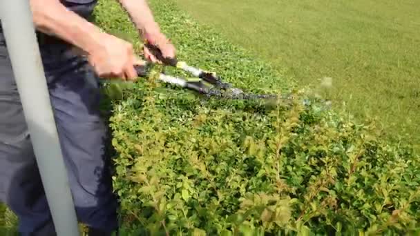 一名男性专业园丁用花园里的剪子剪下了装饰灌木 对花园 公园的季节性照料 在阳光灿烂的日子里 带着剪刀工作的园艺师 — 图库视频影像