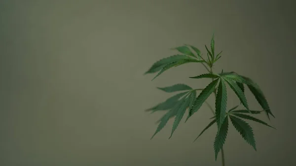 緑の麻の葉のマクロ写真 緑の背景に麻 スペースをコピーします マリファナの葉のクローズアップ 有機薬用麻の栽培 麻からの生産油 化粧品 織物自然背景 — ストック写真