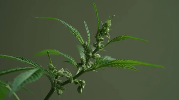 Macro Foto Semillas Hojas Cannabis Cáñamo Sobre Fondo Verde Primer — Foto de Stock