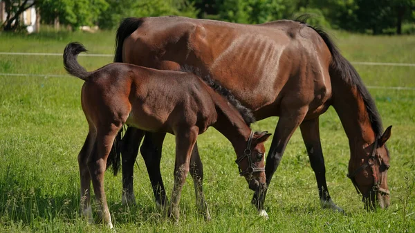 Piękne Konie Czystej Krwi Brązowe Mama Źrebak Pastwisko Zielona Łąka — Zdjęcie stockowe