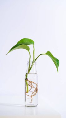 Young shoots of Golden pothos,Epipremnum aureum rooted in transparent glass bottle in water.Propagating pothos plant Devils Ivy,Ivy Arum,Ceylon Creeper from leaf cutting in water.Copy space