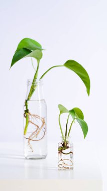 Young shoots of Golden pothos,Epipremnum aureum rooted in transparent glass bottle in water.Propagating pothos plant Devils Ivy,Ivy Arum,Ceylon Creeper from leaf cutting in water.Copy space