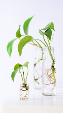 Young shoots of Golden pothos,Epipremnum aureum rooted in transparent glass bottle in water.Propagating pothos plant Devils Ivy,Ivy Arum,Ceylon Creeper from leaf cutting in water.Copy space