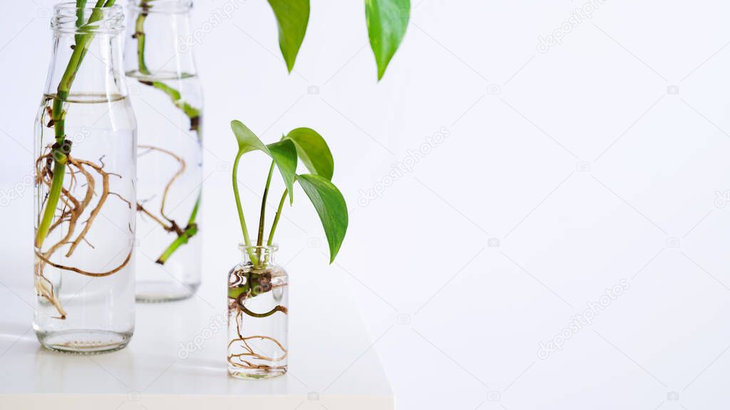 Young shoots of Golden pothos,Epipremnum aureum rooted in transparent glass bottle in water.Propagating pothos plant Devils Ivy,Ivy Arum,Ceylon Creeper from leaf cutting in water.Copy space