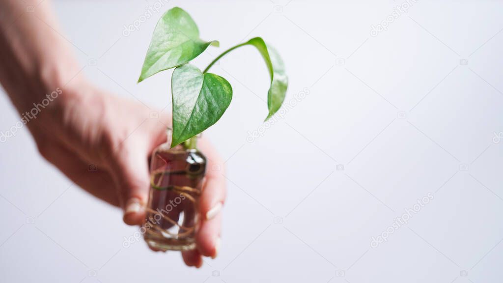 Female hand holding young shoot plant Golden pothos,Epipremnum aureum,Devils Ivy,Ivy Arum,Ceylon Creeper with roots glass bottle with water white background,copy space.Reproduction plants by cuttings