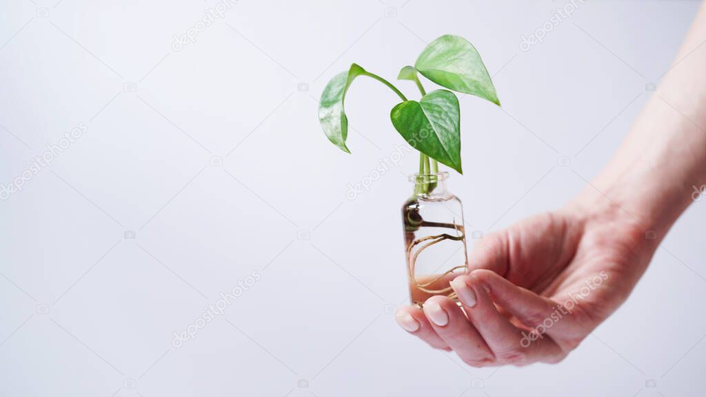 Female hand holding young shoot plant Golden pothos,Epipremnum aureum,Devils Ivy,Ivy Arum,Ceylon Creeper with roots glass bottle with water white background,copy space.Reproduction plants by cuttings