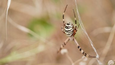 Makro fotoğraflı dişi örümcek Argiope bruennichi ya da örümcek ağındaki kavak örümceği arka planda kuru bej çimenlere karşı. Güzel doğal böcek pankartı yakın. Sarı-siyah çizgili, tehlikeli örümcek.