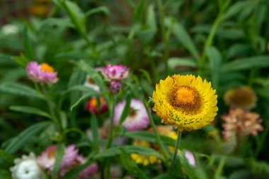 Güzel sarı çiçeklerin yakın görüntüsü (seçici odak) Sokakta büyümek ve rüzgarda yavaşça sallanmak.