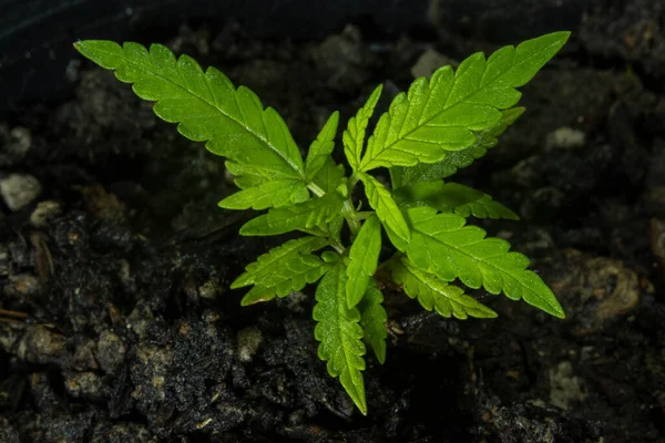 Tohumdan esrar çiçeği. Genç kenevir bitkisi, esrar veya marihuana