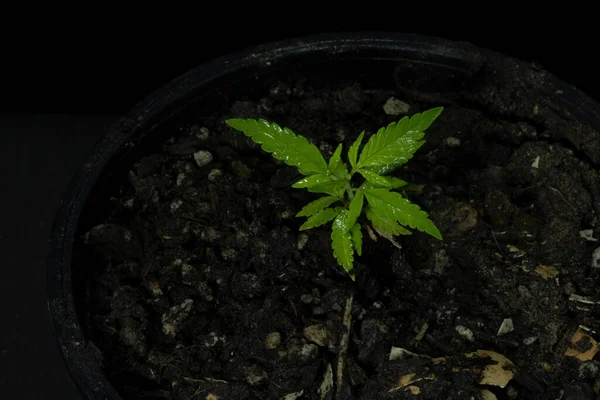 Tohumdan esrar çiçeği. Genç kenevir bitkisi, esrar veya marihuana