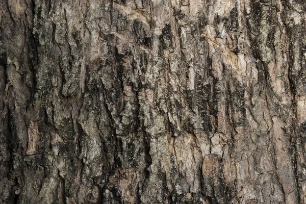 Eski Ağaç Doku Arkaplanı. Ağaç Kabuğunu Kapat. Kabuk dokusu.