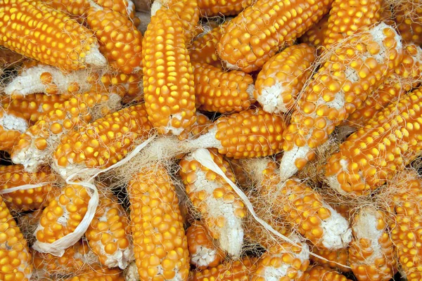 Yakın çekim ve seçici odaklı sarı kurutulmuş mısır tohumu sırası. Çiğ sarı mısır koçanı yığını. Mısır tanelerinin arka planı mısırın aşırı yakın plan görüntüsü.