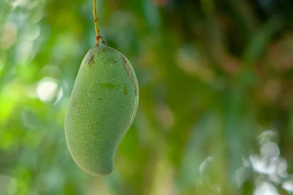 Bahçedeki yeşil mango meyvesini kapatın. Doğal taze taze meyve. Ağaç dalında asılı yeşil mango meyvelerini kapatın..