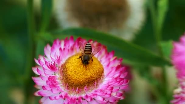 Video Lebah Liar Mengumpulkan Dan Menyerbuki Bunga Lebah Madu Serbuk — Stok Video