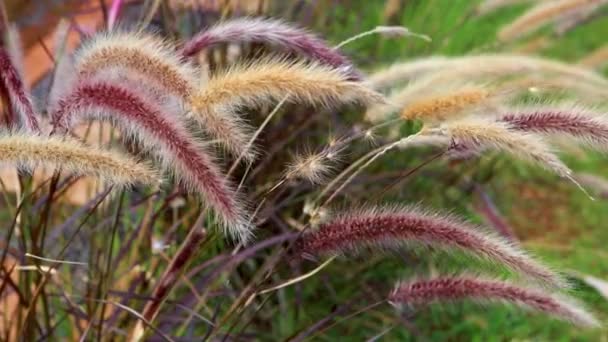 Piękny Trawiasty Kwiat Poaceae Wiejącym Wiatrem Naturalnie Piękne Kwiaty Ogrodzie — Wideo stockowe