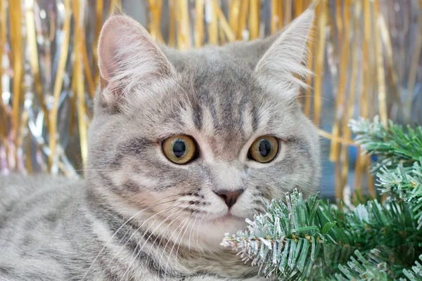 고양이의 주둥이는 있으며 크리스마스 트리이자 소녀인 장식의 배경을 가까이 귀엽고 — 스톡 사진