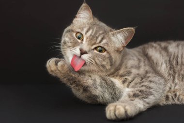 Sarı gözlü şirin gri bir kedi yavrusu pençesini yalıyor, uzun pembe bir dil. yakın plan, yatay fotoğraf.