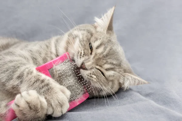 Gri kedi tarandığı tarağı yalanlar ve çiğner, kızgın ve hoşnutsuzdur. Yatay fotoğraf, yakın plan. Amaç evcil hayvanlara bakmak.